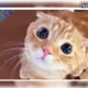 Meowr1
