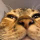VoidWhisp