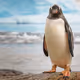 MysticPenguin