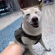 HoneybearDog