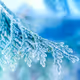 frosted