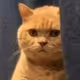_Gatito_