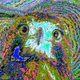hawkward