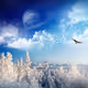 Flybird1218