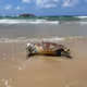 Oriya_rafeld