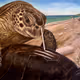 TurtleyReckless