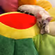 bosscat