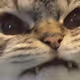kitartoan