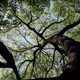 TreeCity