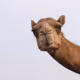 MaxBiddingCamel