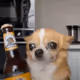beerdog