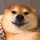 shibainu-thefat