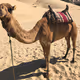 dirhamUAE