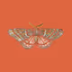 rust-and-moth