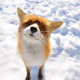 Zero_f0xx