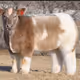 BuyHighSellHigher