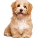 TheChooChooTrain