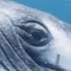 Whales_World