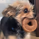 BagelDogs