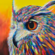 BigBirdNation