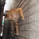 Simbacatpet