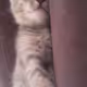 ROXXO