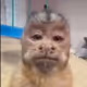 Veltharisy