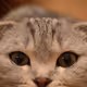 nekomamichi