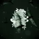 kushcoins