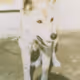 hirohi