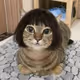 Meow_Meow