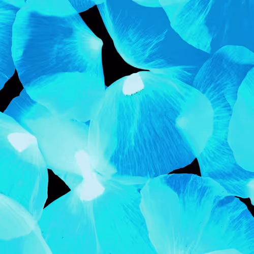 OpenSea banner for @POPPIES