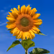 Sunflowers_01