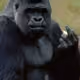 Gorilla_89