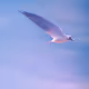 NamiGull