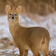 WaterDeer-KR-Gorani