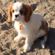 KingCharles