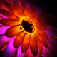 sat_thogar_nav