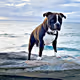 GypsytheAmericanStaffy