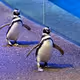 ThaWi1dPenguin