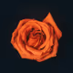 ARoseisArose