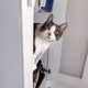 _lechat_