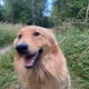 Anstrays1