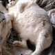 get_chonky