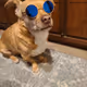 ZonkedGriffy