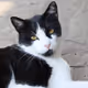catvoyage