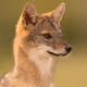 Dejackal