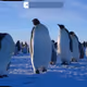 0xpenguinn