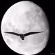 MoonIcarus
