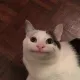 beluga_69